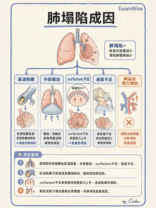呼吸治療師 - 通氣、呼吸力學與控制 - AI 圖文解析預覽