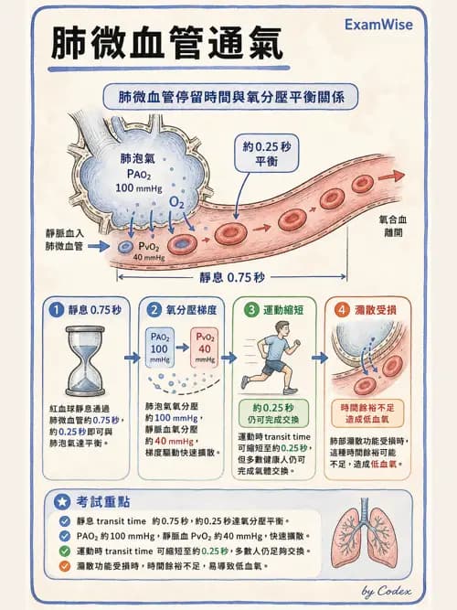 呼吸治療師 - 氣體擴散、交換與肺部代謝 - AI 圖文解析預覽