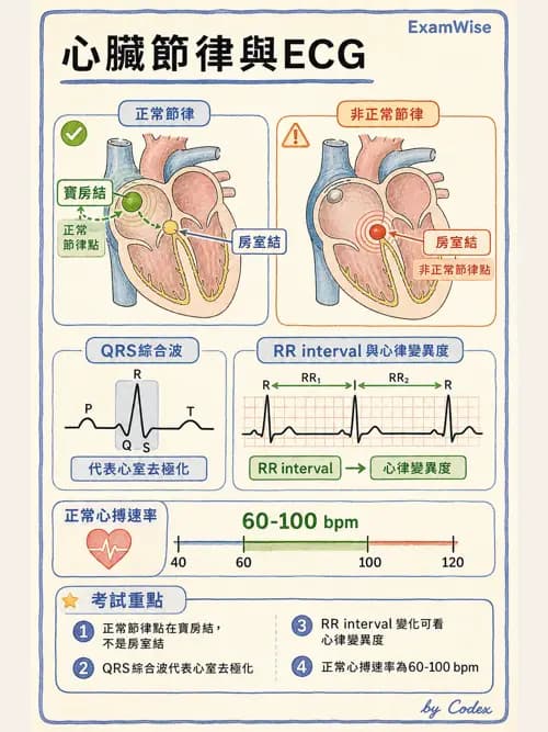 呼吸治療師 - 心臟生理與血液動力學 - AI 圖文解析預覽