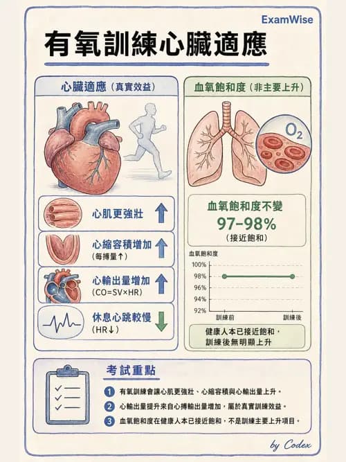 呼吸治療師 - 運動與環境生理 - AI 圖文解析預覽