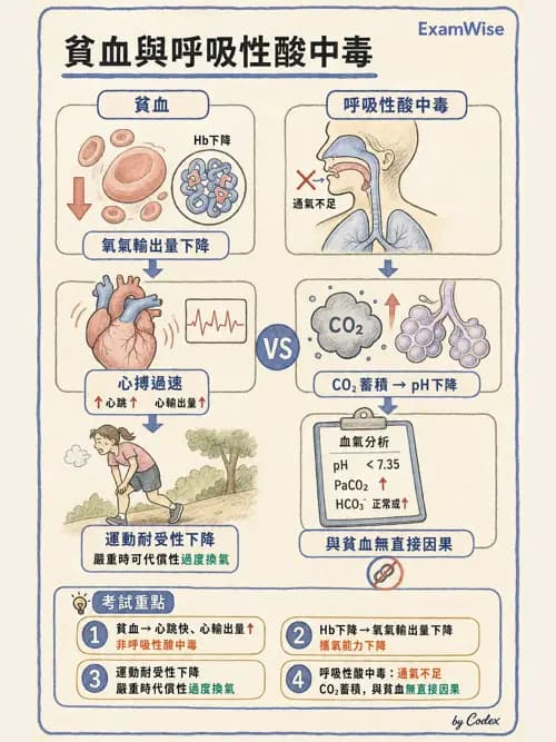 呼吸治療師 - 酸鹼平衡與腎臟生理 - AI 圖文解析預覽