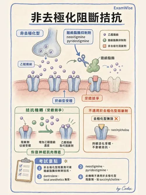 呼吸治療師 - 神經系統藥物 - AI 圖文解析預覽