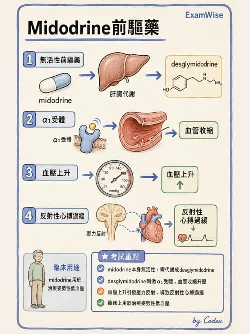 呼吸治療師 - 神經系統藥物 - AI 圖文解析預覽