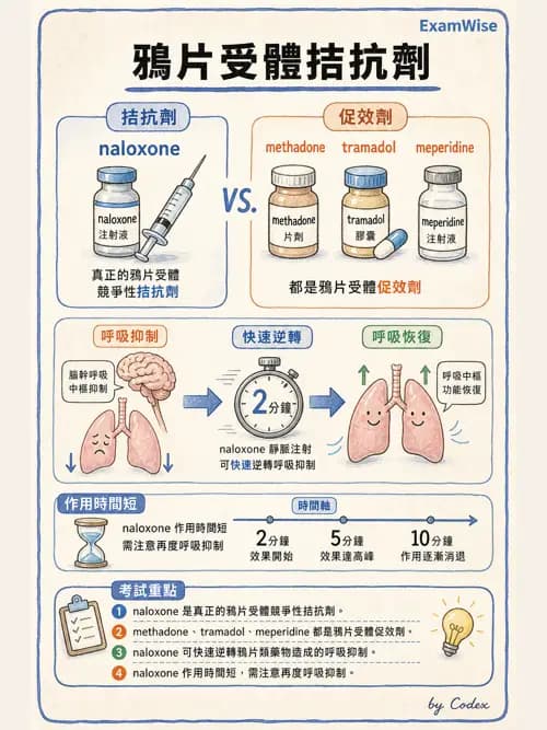 呼吸治療師 - 神經系統藥物 - AI 圖文解析預覽