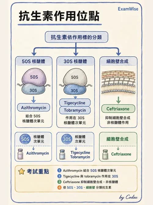 呼吸治療師 - 藥理學概論與抗感染藥物 - AI 圖文解析預覽