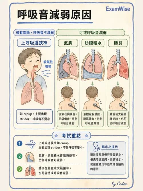 呼吸治療師 - 呼吸治療臨床作業與身體評估 - AI 圖文解析預覽