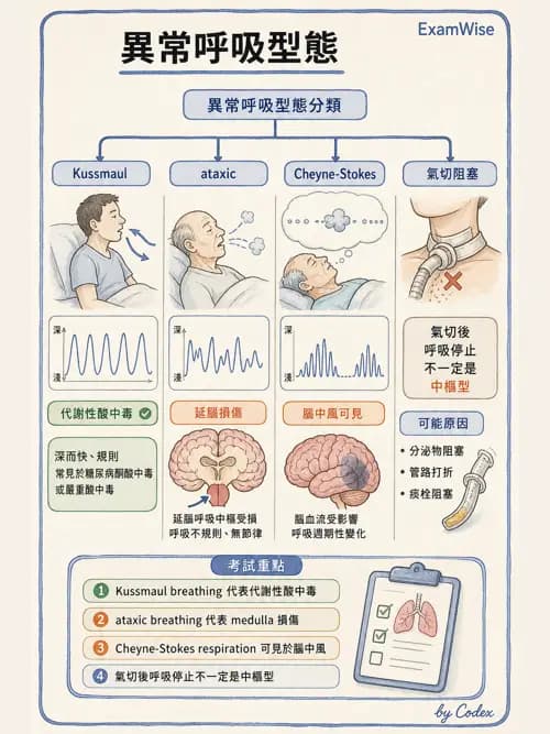 呼吸治療師 - 呼吸治療臨床作業與身體評估 - AI 圖文解析預覽