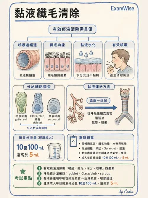 呼吸治療師 - 痰液清除與擴張治療 - AI 圖文解析預覽