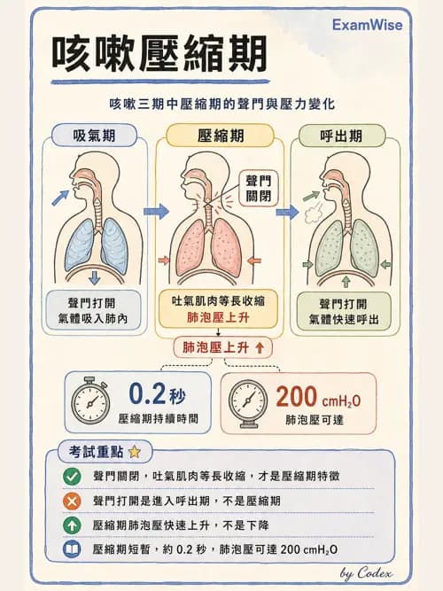 呼吸治療師 - 痰液清除與擴張治療 - AI 圖文解析預覽