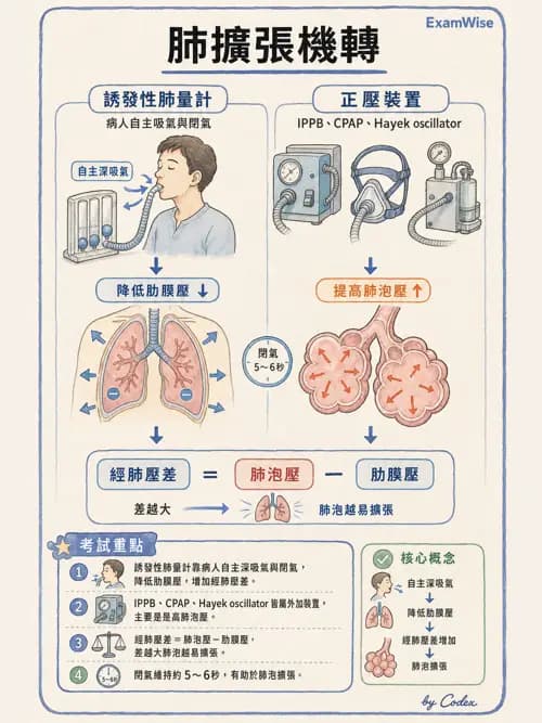 呼吸治療師 - 痰液清除與擴張治療 - AI 圖文解析預覽