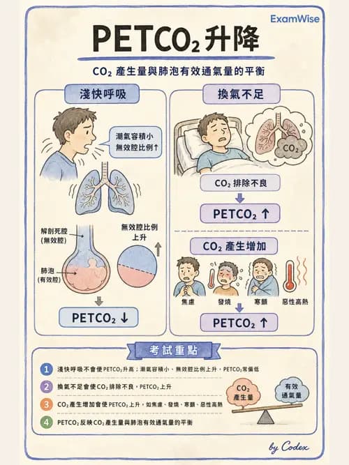 呼吸治療師 - 非侵入性呼吸監測設備 - AI 圖文解析預覽