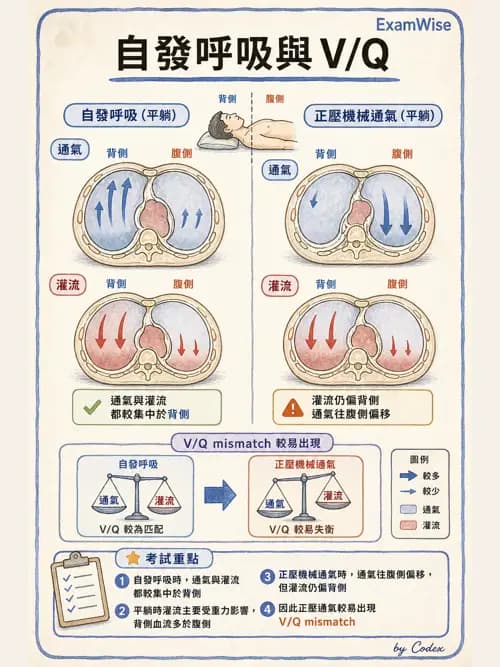 呼吸治療師 - 正壓通氣生理影響與合併症 - AI 圖文解析預覽