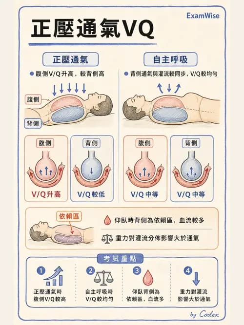 呼吸治療師 - 正壓通氣生理影響與合併症 - AI 圖文解析預覽