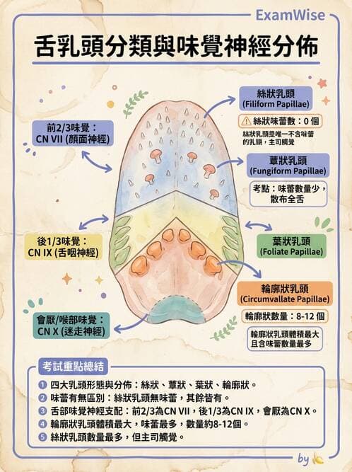 護理師 - 消化道 - AI 圖文解析預覽