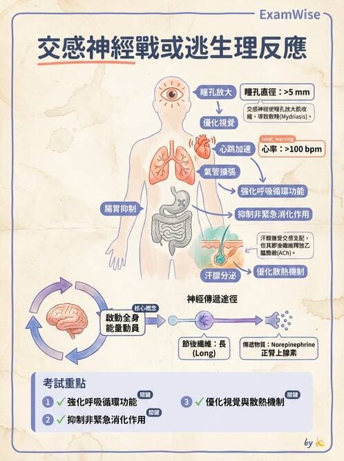 護理師 - 腦功能、自主神經與感覺 - AI 圖文解析預覽