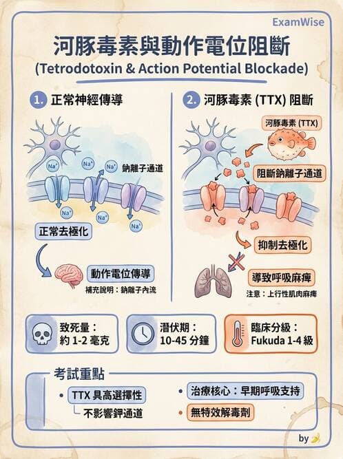 護理師 - 神經傳導、突觸與反射 - AI 圖文解析預覽