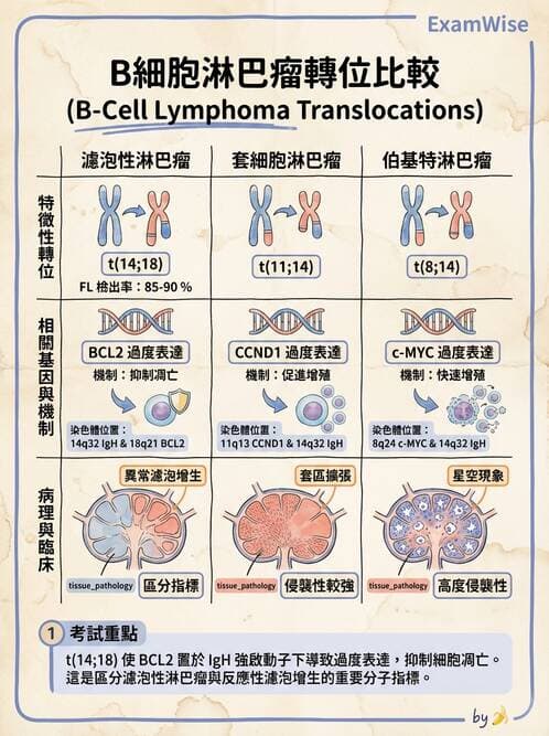 護理師 - 造血及淋巴系統 - AI 圖文解析預覽