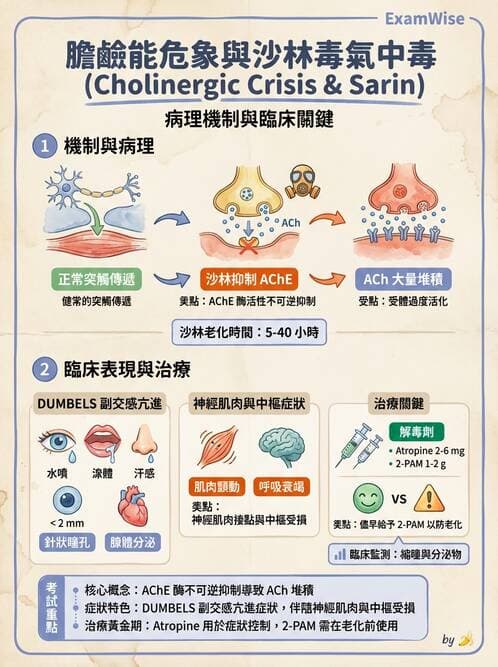 護理師 - 自主神經系統作用藥物 - AI 圖文解析預覽