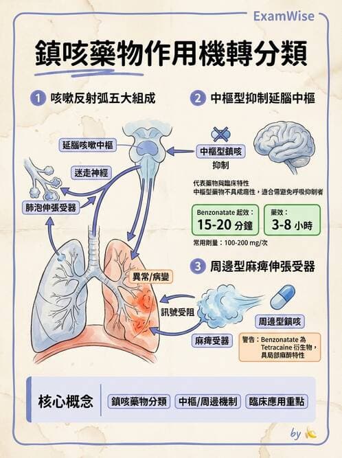 護理師 - 呼吸道及胃腸道作用藥物 - AI 圖文解析預覽
