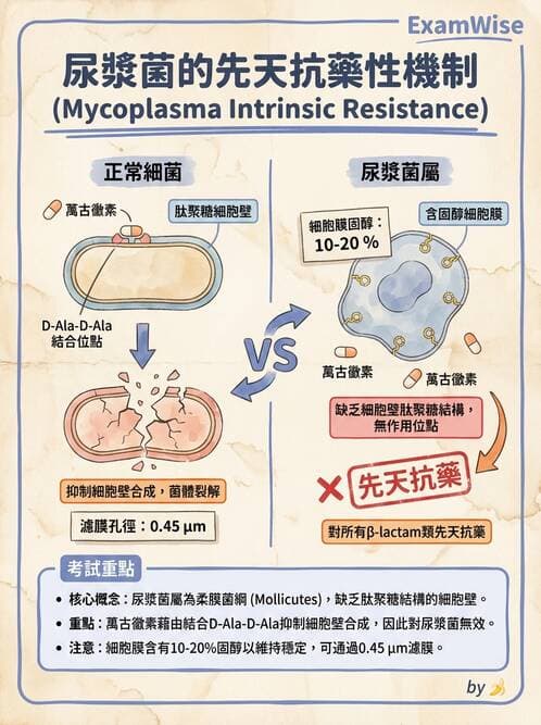 護理師 - 其他細菌 - AI 圖文解析預覽