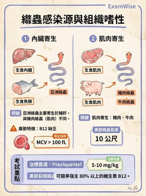 護理師 - 寄生蟲概論 - AI 圖文解析預覽