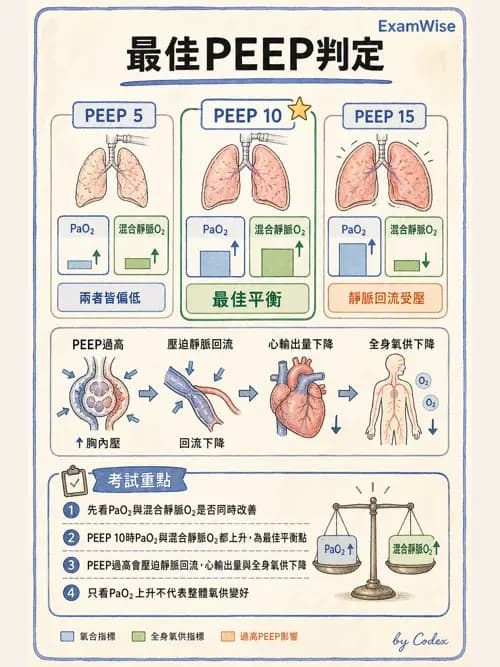 呼吸治療師 - ARDS與呼吸衰竭 - AI 圖文解析預覽