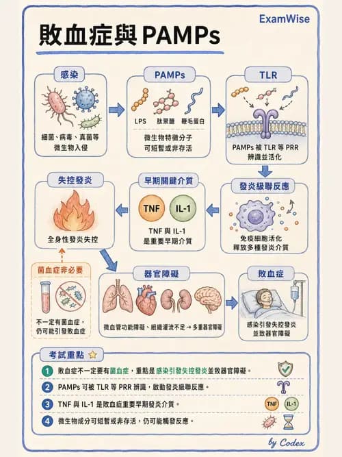 呼吸治療師 - 休克、敗血症與多器官衰竭 - AI 圖文解析預覽