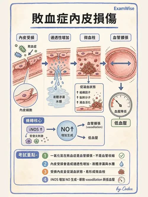 呼吸治療師 - 休克、敗血症與多器官衰竭 - AI 圖文解析預覽