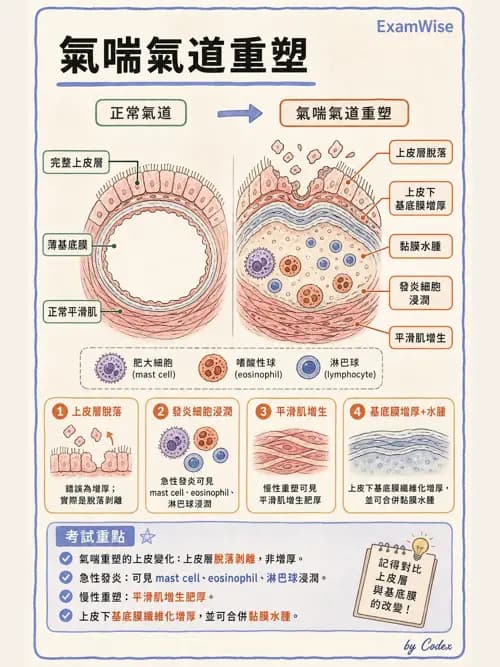 呼吸治療師 - 慢性氣道疾病 - AI 圖文解析預覽