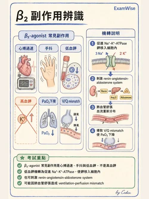 呼吸治療師 - 慢性氣道疾病 - AI 圖文解析預覽