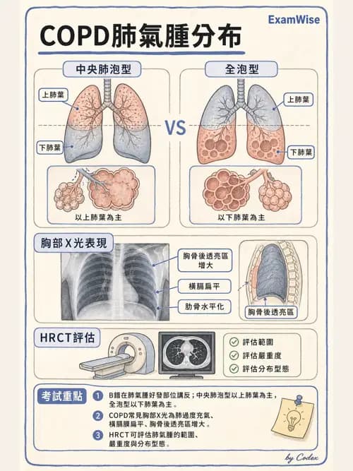 呼吸治療師 - 慢性氣道疾病 - AI 圖文解析預覽