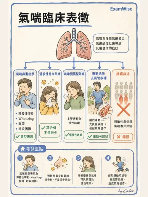呼吸治療師 - 慢性氣道疾病 - AI 圖文解析預覽
