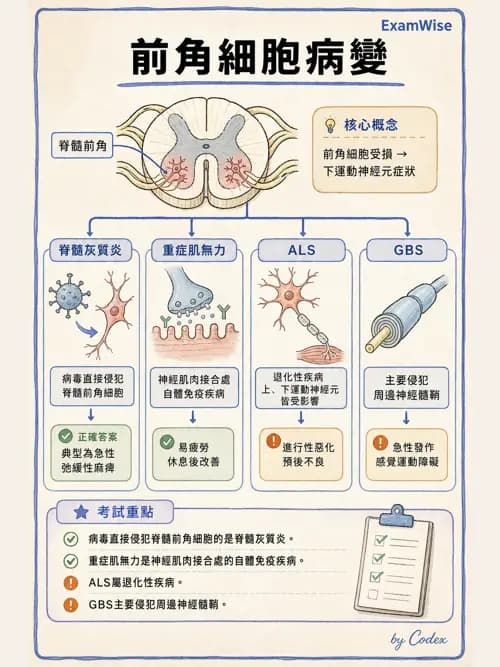 呼吸治療師 - 神經肌肉病變與腫瘤 - AI 圖文解析預覽