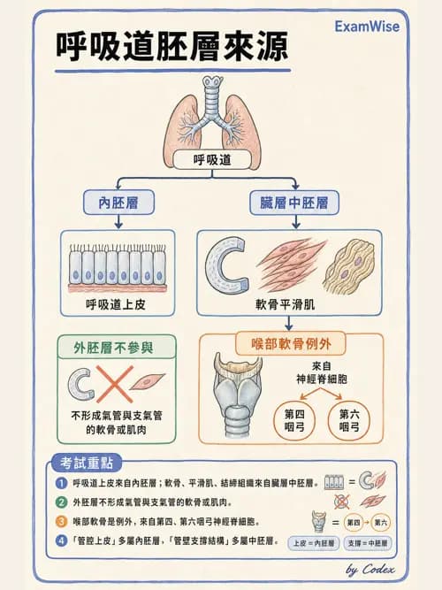 呼吸治療師 - 呼吸系統構造與發展 - AI 圖文解析預覽