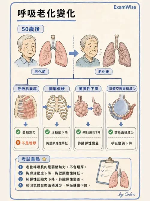 呼吸治療師 - 呼吸系統構造與發展 - AI 圖文解析預覽