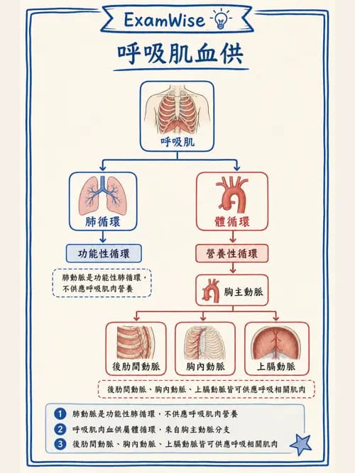 呼吸治療師 - 胸廓、肋膜與呼吸肌肉 - AI 圖文解析預覽