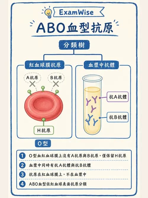 呼吸治療師 - 氣體擴散、交換與肺部代謝 - AI 圖文解析預覽