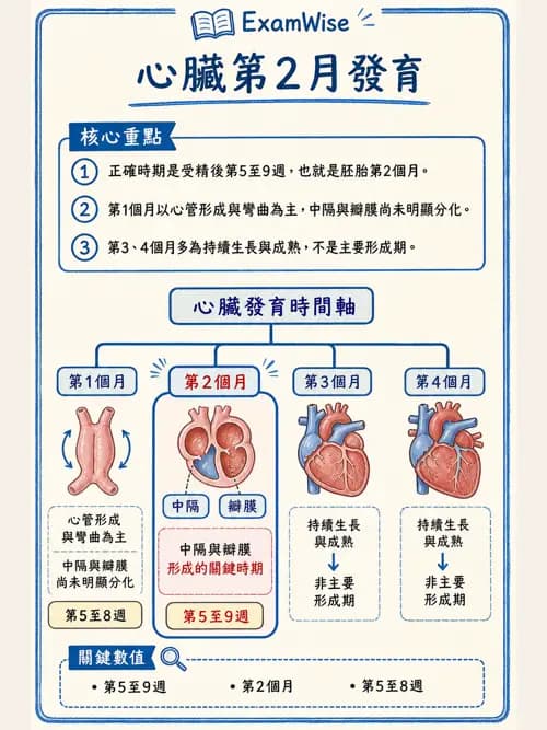 呼吸治療師 - 心臟與循環解剖 - AI 圖文解析預覽