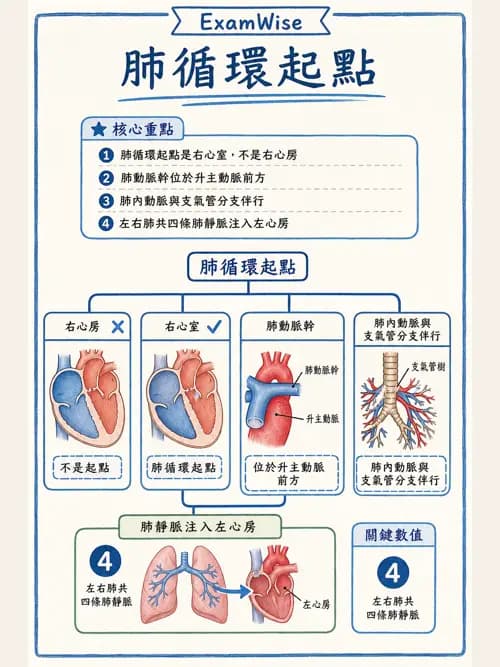 呼吸治療師 - 心臟與循環解剖 - AI 圖文解析預覽