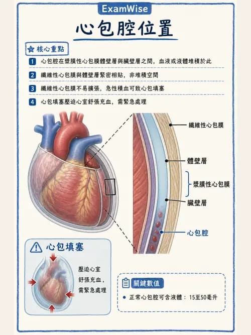 呼吸治療師 - 心臟與循環解剖 - AI 圖文解析預覽