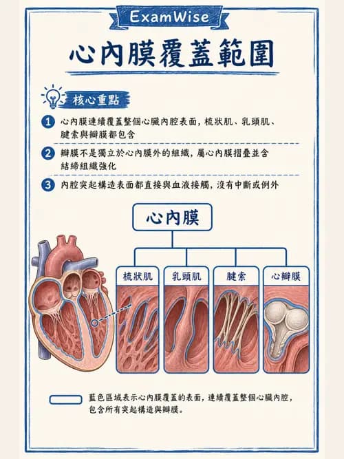 呼吸治療師 - 心臟與循環解剖 - AI 圖文解析預覽