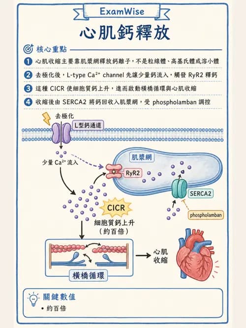 呼吸治療師 - 心臟與循環解剖 - AI 圖文解析預覽