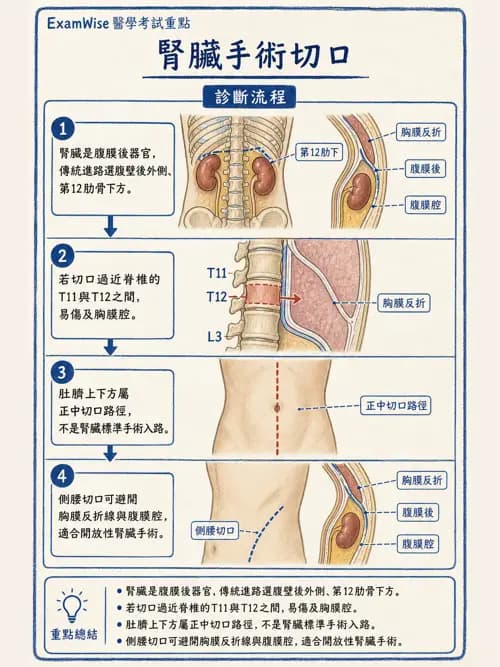 呼吸治療師 - 腎臟解剖 - AI 圖文解析預覽