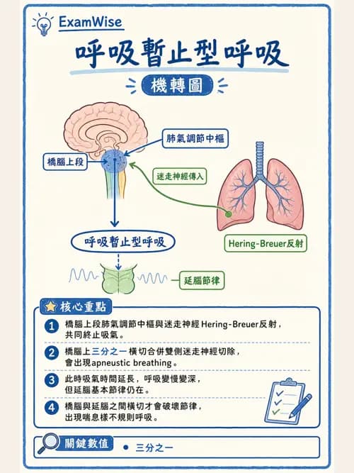 呼吸治療師 - 通氣、呼吸力學與控制 - AI 圖文解析預覽