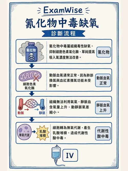 呼吸治療師 - 氣體擴散、交換與肺部代謝 - AI 圖文解析預覽