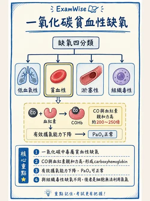 呼吸治療師 - 氣體擴散、交換與肺部代謝 - AI 圖文解析預覽