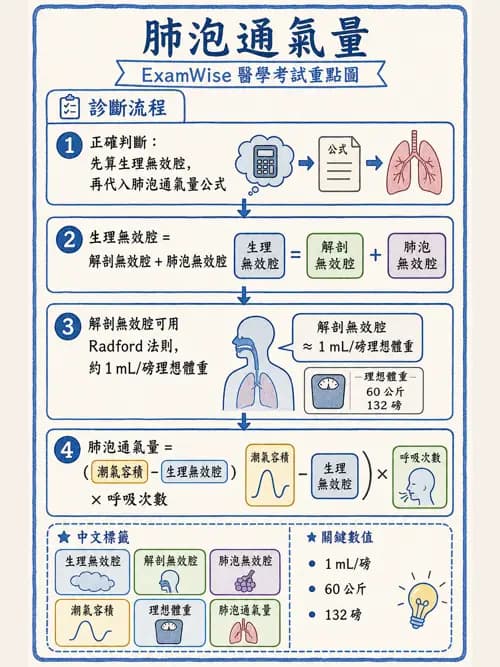 呼吸治療師 - 通氣、呼吸力學與控制 - AI 圖文解析預覽