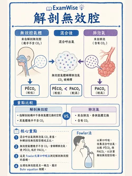呼吸治療師 - 通氣、呼吸力學與控制 - AI 圖文解析預覽