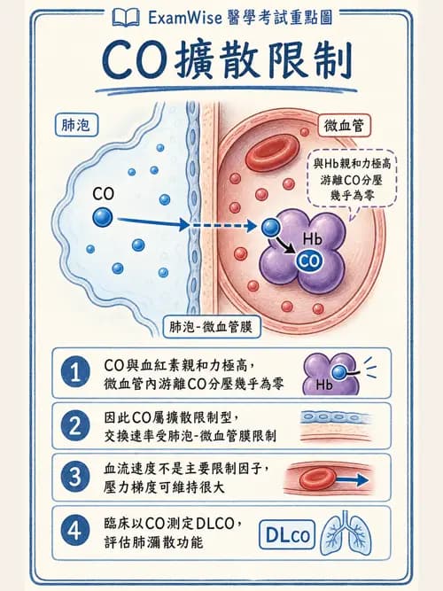 呼吸治療師 - 氣體擴散、交換與肺部代謝 - AI 圖文解析預覽