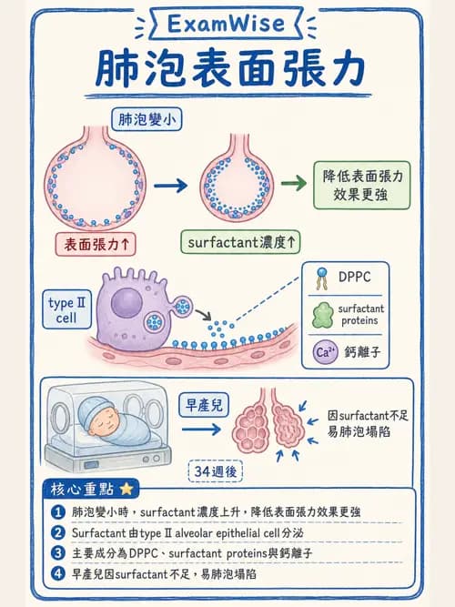 呼吸治療師 - 氣體擴散、交換與肺部代謝 - AI 圖文解析預覽